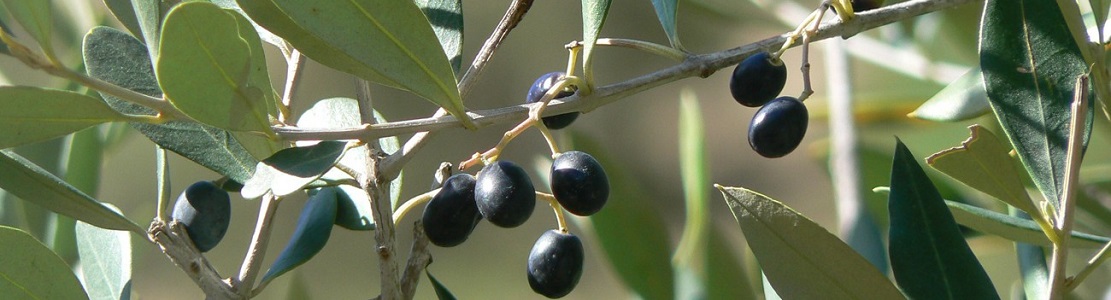 Bienfaits de la feuille d’olivier sur la santé