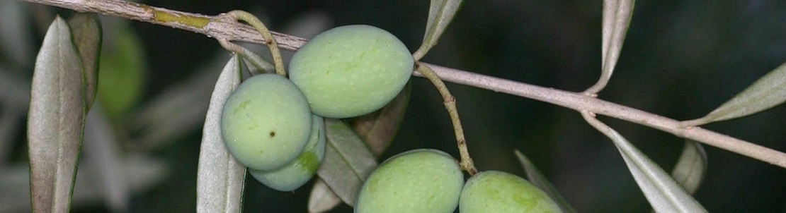 Bienfaits de la feuille d’olivier sur la santé