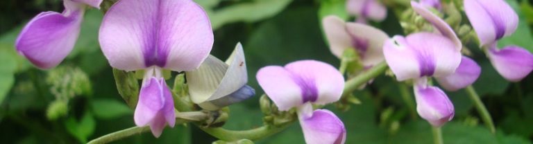 Bienfaits de la racine de kudzu sur la santé - DrSoleil