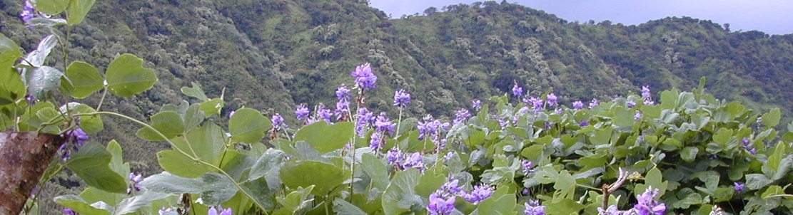 Bienfaits de la racine de kudzu sur la santé - DrSoleil