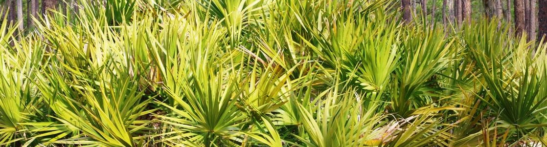 Bienfaits du palmier nain sur la santé