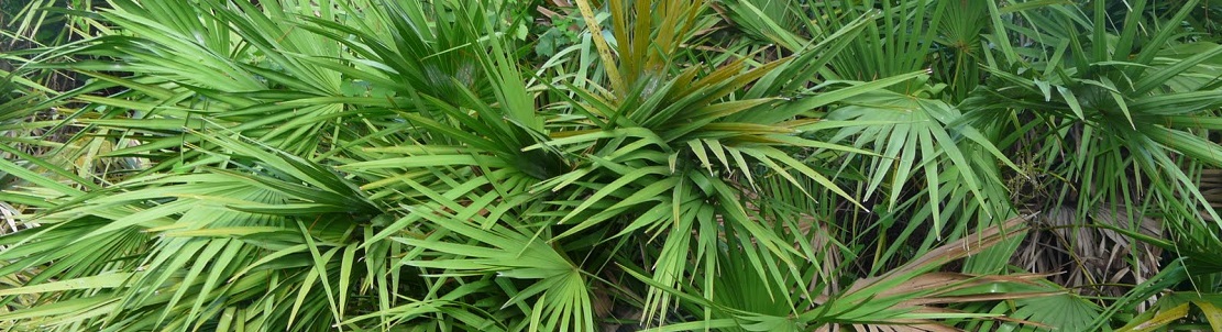 Bienfaits du palmier nain sur la santé