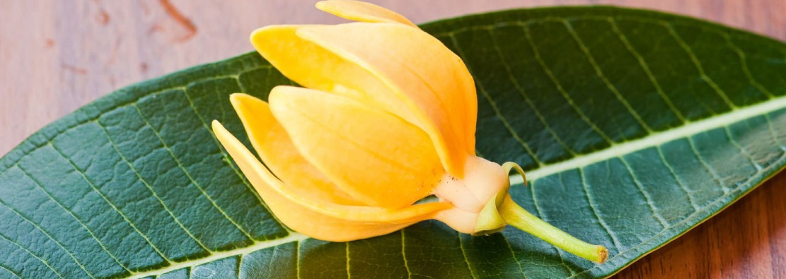 Utilisations possibles de l’huile essentielle d’ylang-ylang