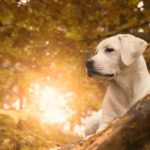6 suppléments naturels si votre chien souffre d’arthrite