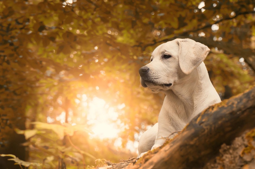 6 suppléments naturels si votre chien souffre d’arthrite