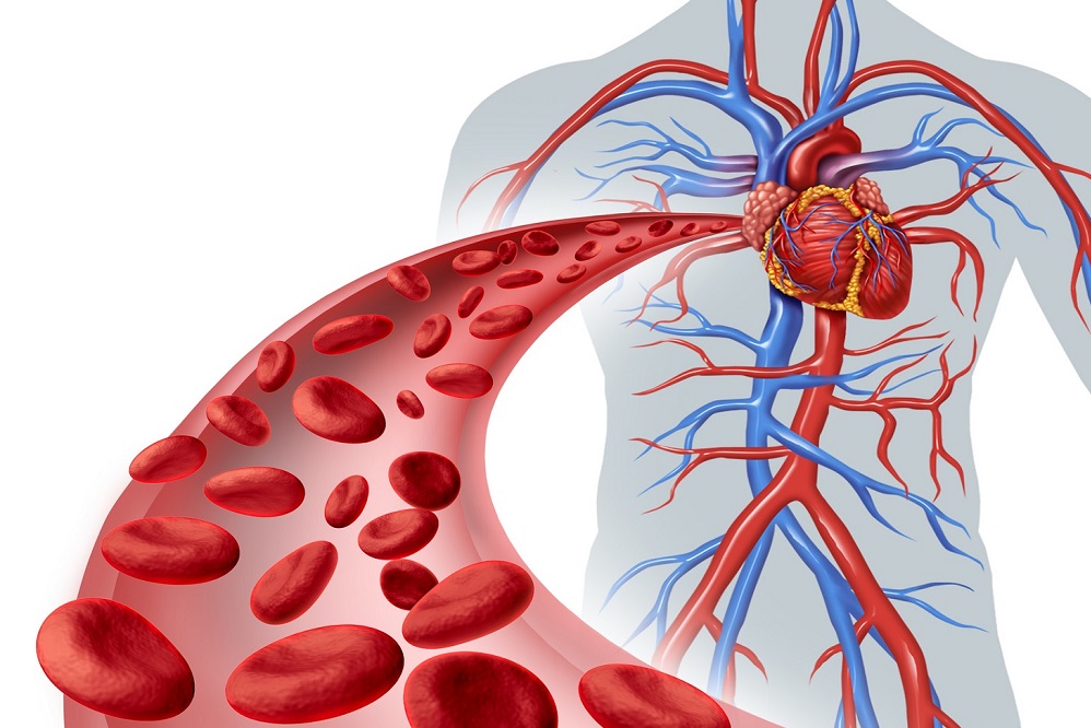 Comment améliorer naturellement votre circulation sanguine ?