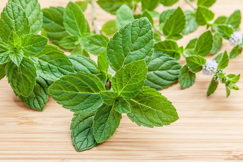 Comment utiliser la menthe poivrée pour la toux ?