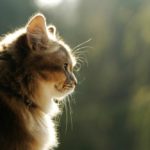 Les produits contre l’arthrite pour les chats fonctionnent-ils ?