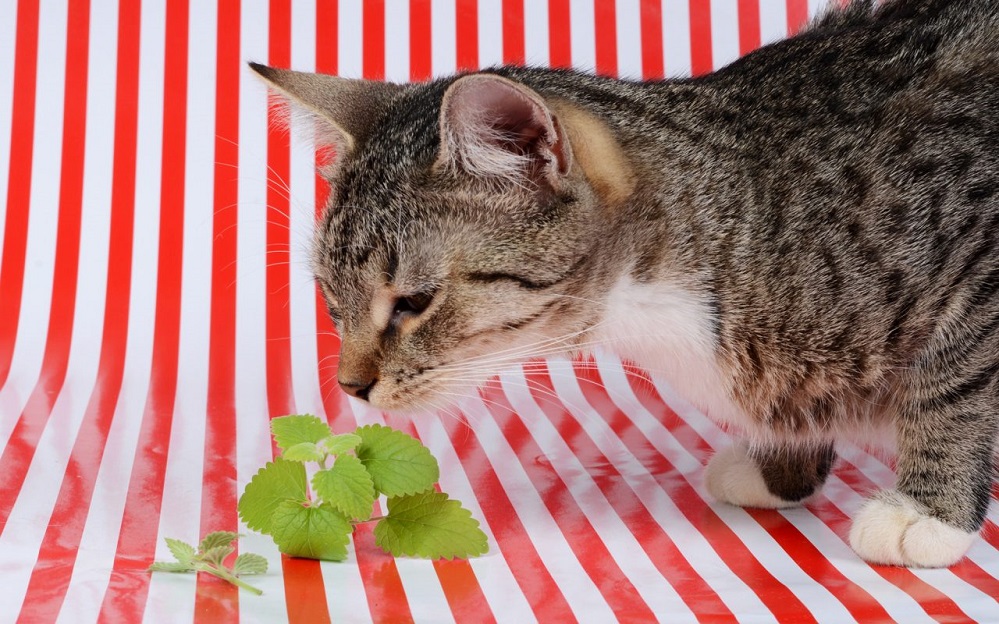 Pourquoi votre chat raffole de l’herbe à chat + bienfaits pour l’homme
