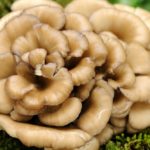 Bienfaits du champignon maitake sur la santé