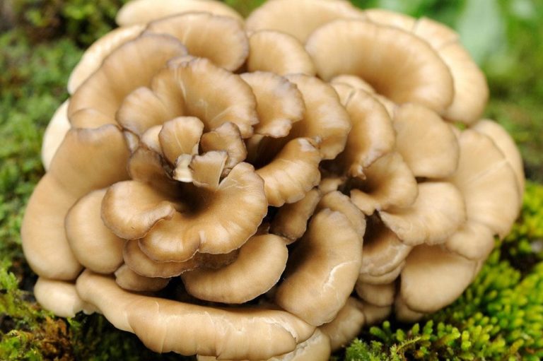 Bienfaits du champignon maitake sur la santé DrSoleil