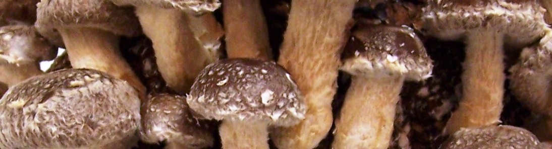 Bienfaits du champignon shiitake sur la santé
