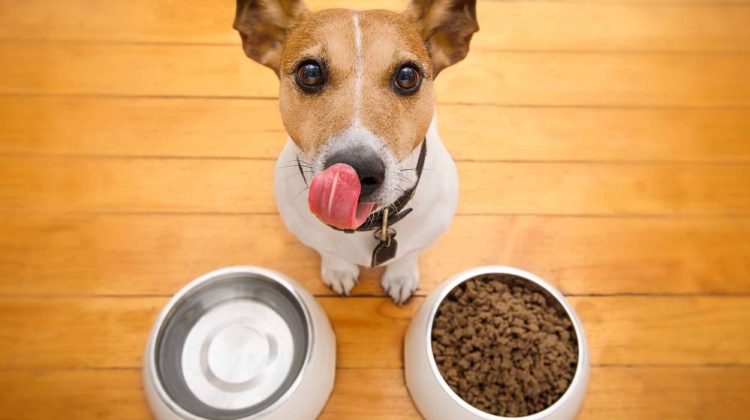 TOP 9 des aliments les plus toxiques pour les chiens