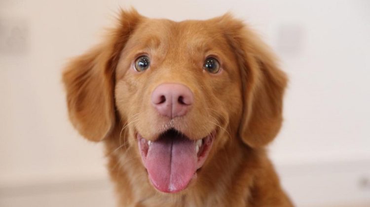 3 bienfaits de l'aneth pour la santé de votre chien