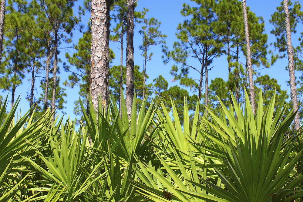 5 avantages prometteurs du palmier nain