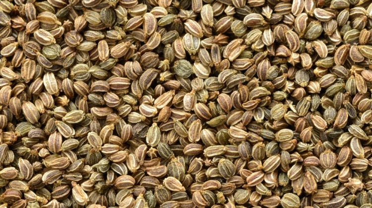 6 raisons de manger des graines de céleri