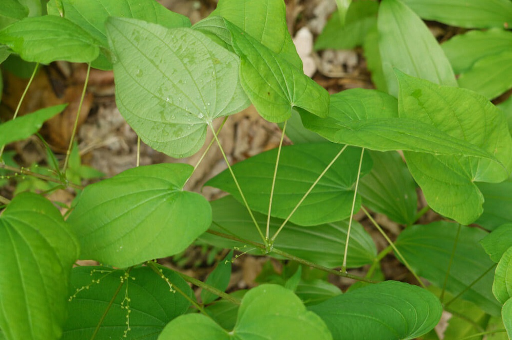 Bienfaits de l’igname sauvage sur la santé - DrSoleil
