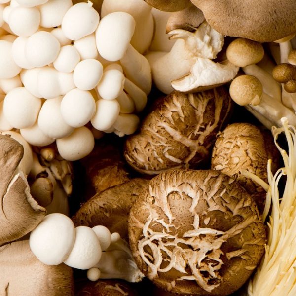 Bienfaits du champignon shiitake sur la santé DrSoleil
