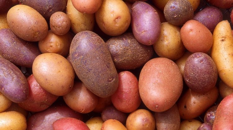 Bienfaits des pommes de terre sur la santé (+ valeur nutritive)