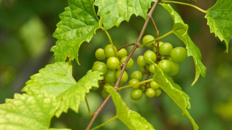 Bienfaits des raisins muscadine sur la santé