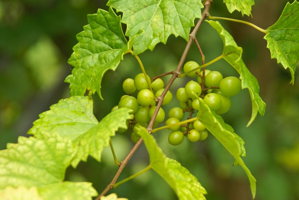Bienfaits des raisins muscadine sur la santé