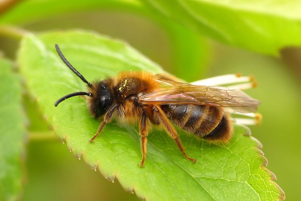 Bienfaits du venin d'abeille sur la santé