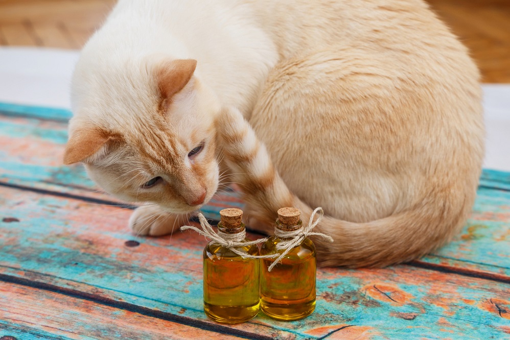 Huiles essentielles pour animaux de compagnie : les meilleures et les pires huiles pour aider vos amis à quatre pattes