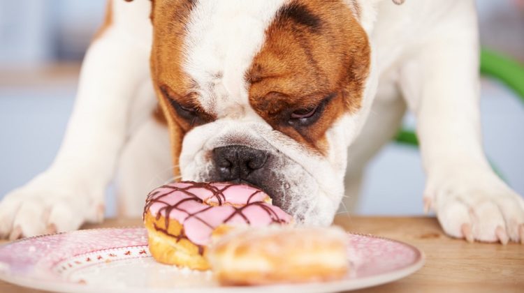 Quels aliments votre chien peut-il manger ? (+ aliments dangereux)