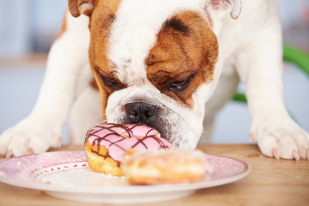 Quels aliments votre chien peut-il manger ? (+ aliments dangereux)