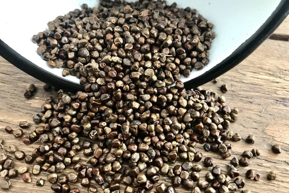 Graines de paradis une épice africaine avec une histoire européenne