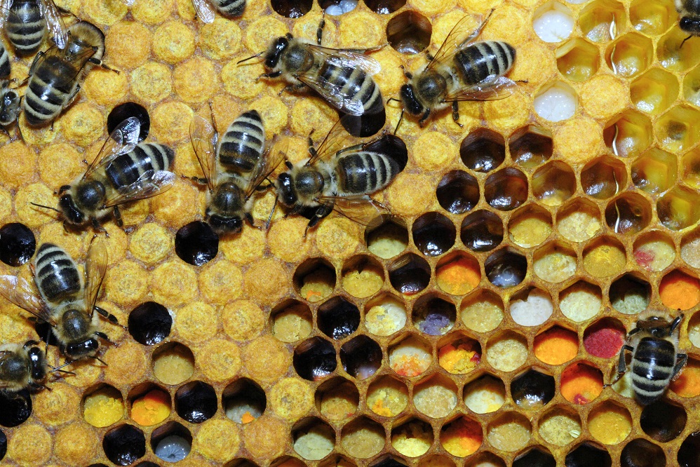 Le pollen d'abeille pour les allergies