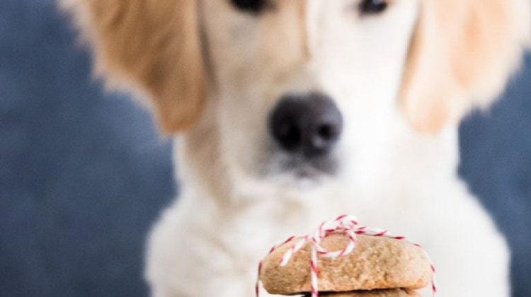 Les chiens peuvent-ils manger de la cannelle ? (+ bienfaits sur leur santé)