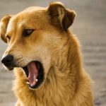 7 façons de traiter la toux de chenil chez les chiens