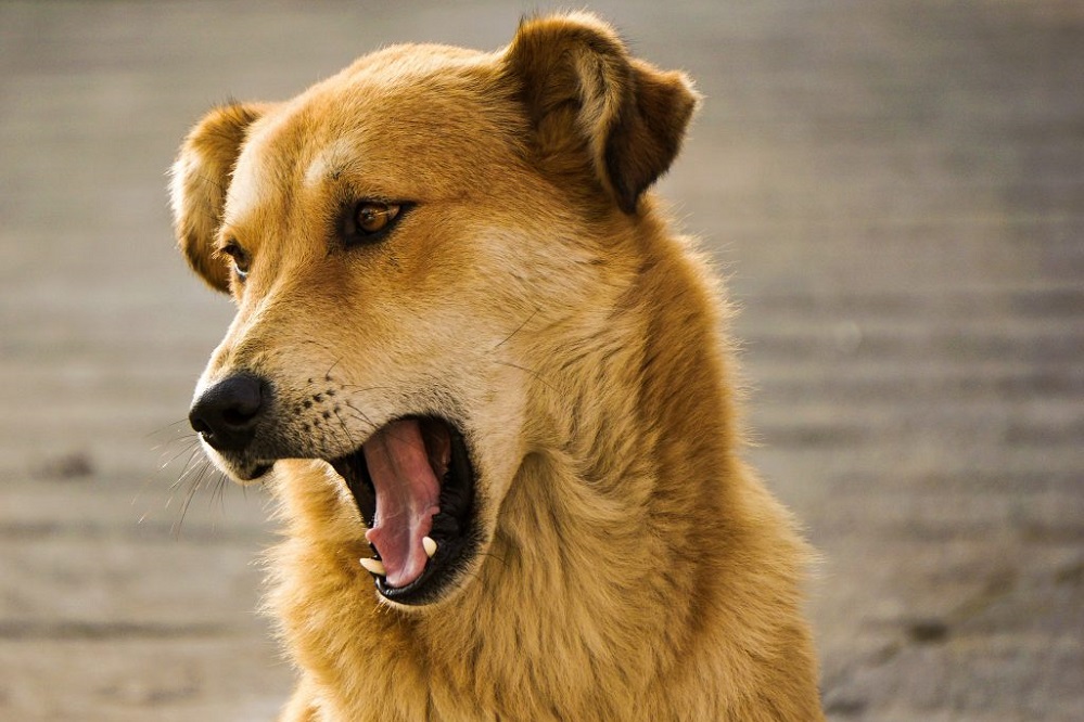 7 façons de traiter la toux de chenil chez les chiens